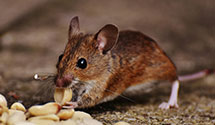 24 Hour & Emergency Exterminators in Pleasant Hills, AR